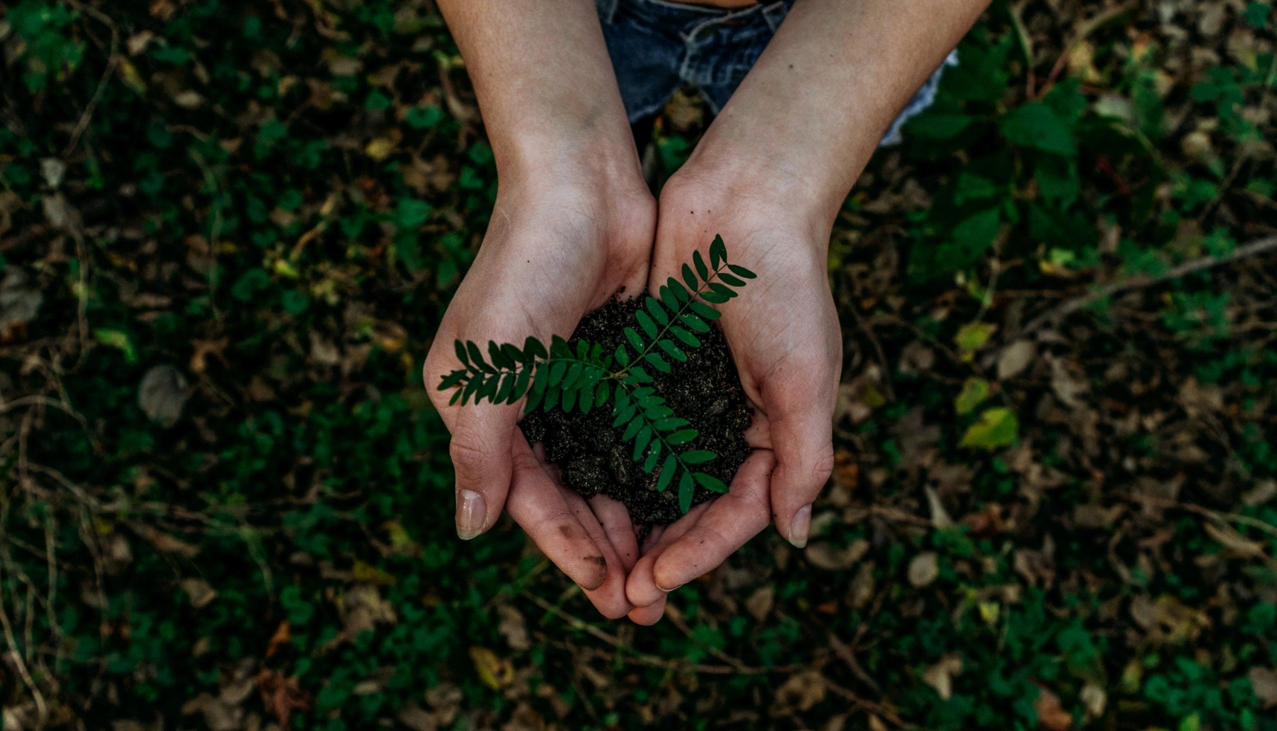To hender holder en liten plante i jord.