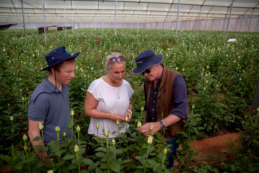tre personer som ser på roser på en plantasje