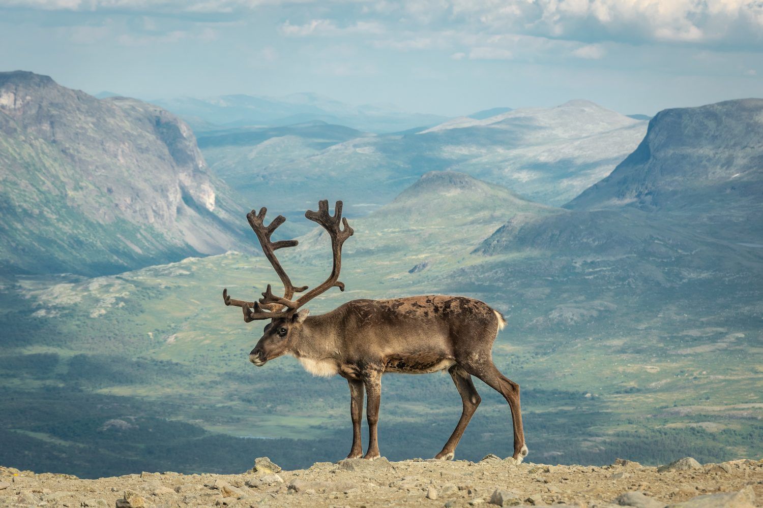 Reinsdyr på en fjelltopp med utsikt over grønne fjelldaler.