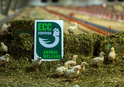 Kyllinger i fjøs ved skilt for ECC-sertifisert dyrevelferd.