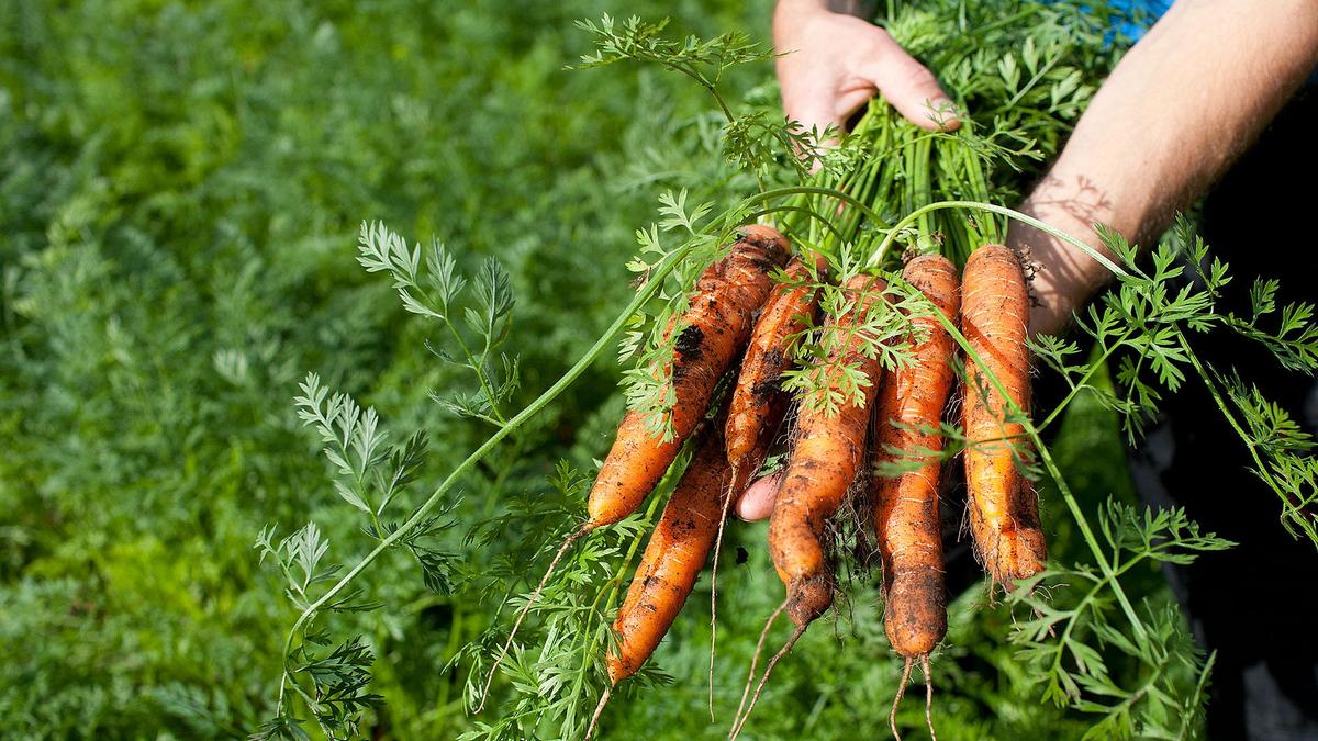 Bilde av bunt med gulrot rett fra åkeren