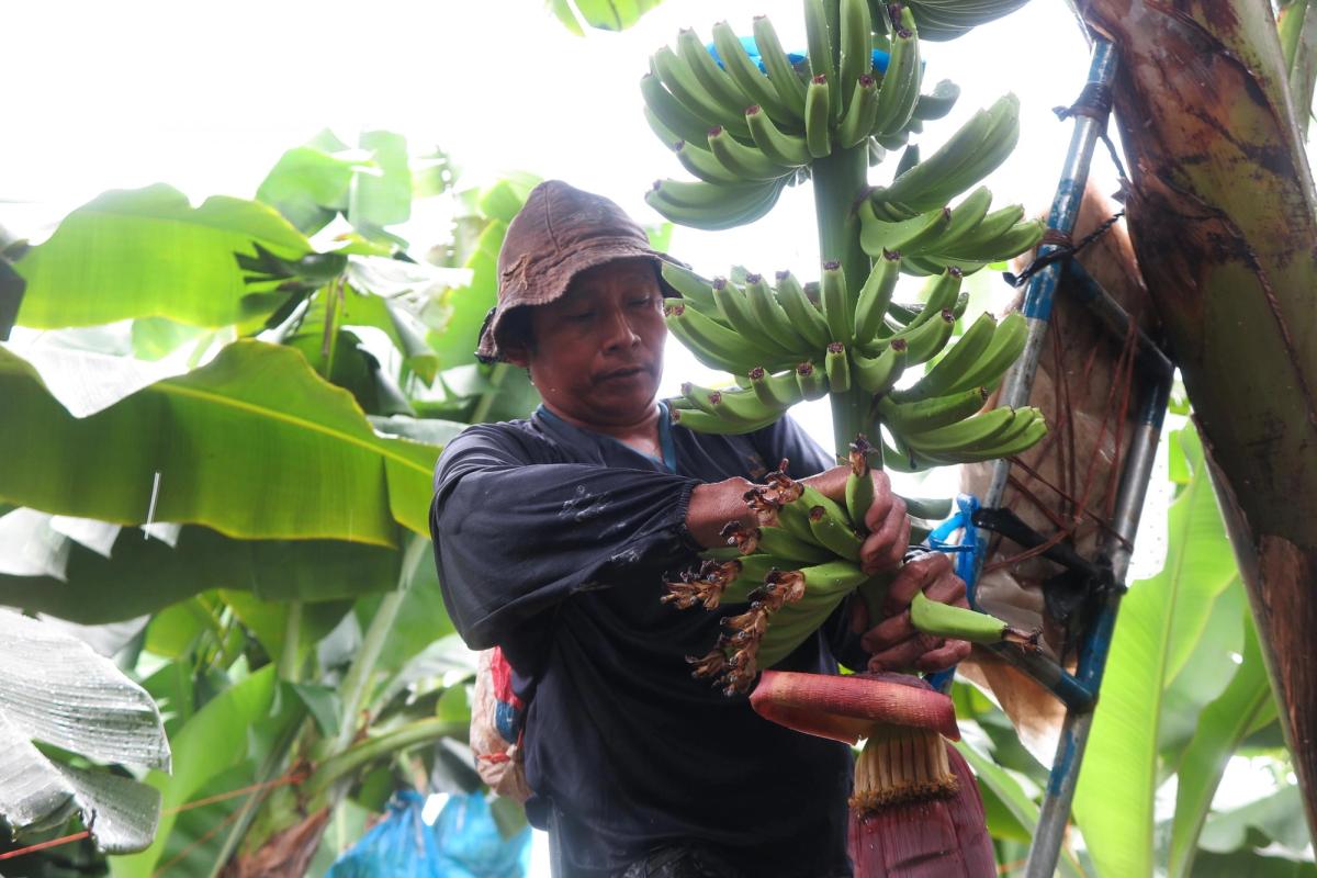 Person høster grønne bananer i en bananplantasje. Store klaser med umodne bananer henger på planten, omgitt av store grønne blader i et frodig tropisk miljø.