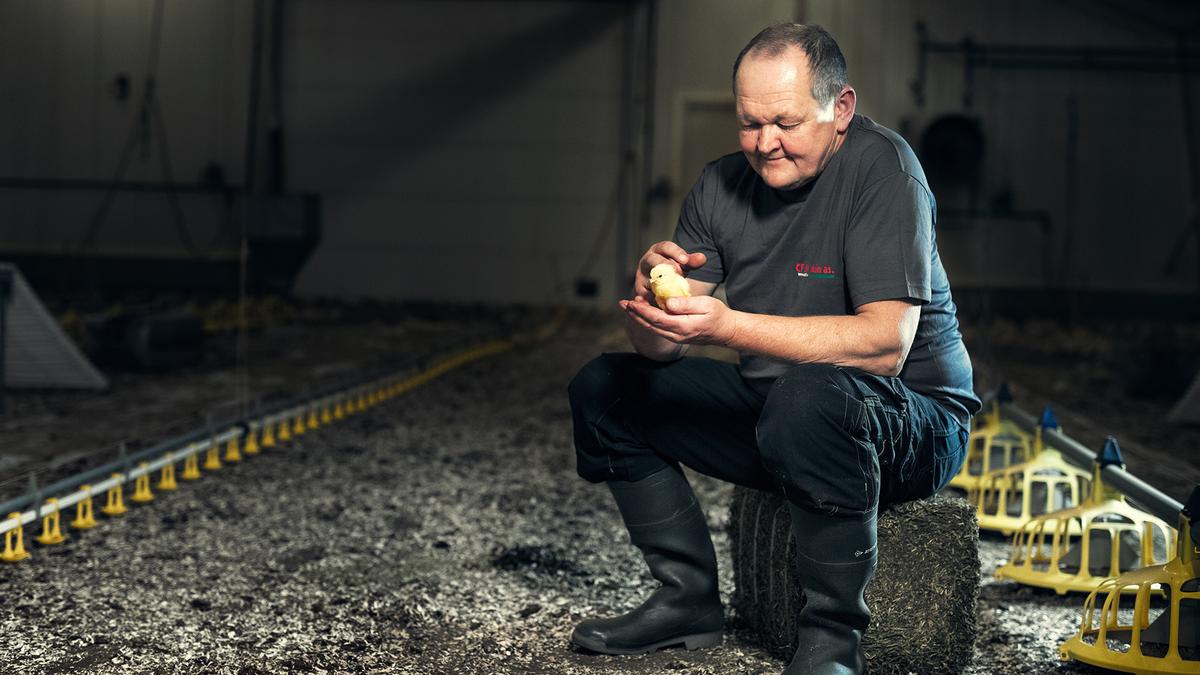Person sitter i et kyllingfjøs og holder en liten kylling i hendene. Fjøset har strø på gulvet, fôringsutstyr langs sidene og flere kyllinger i bakgrunnen.