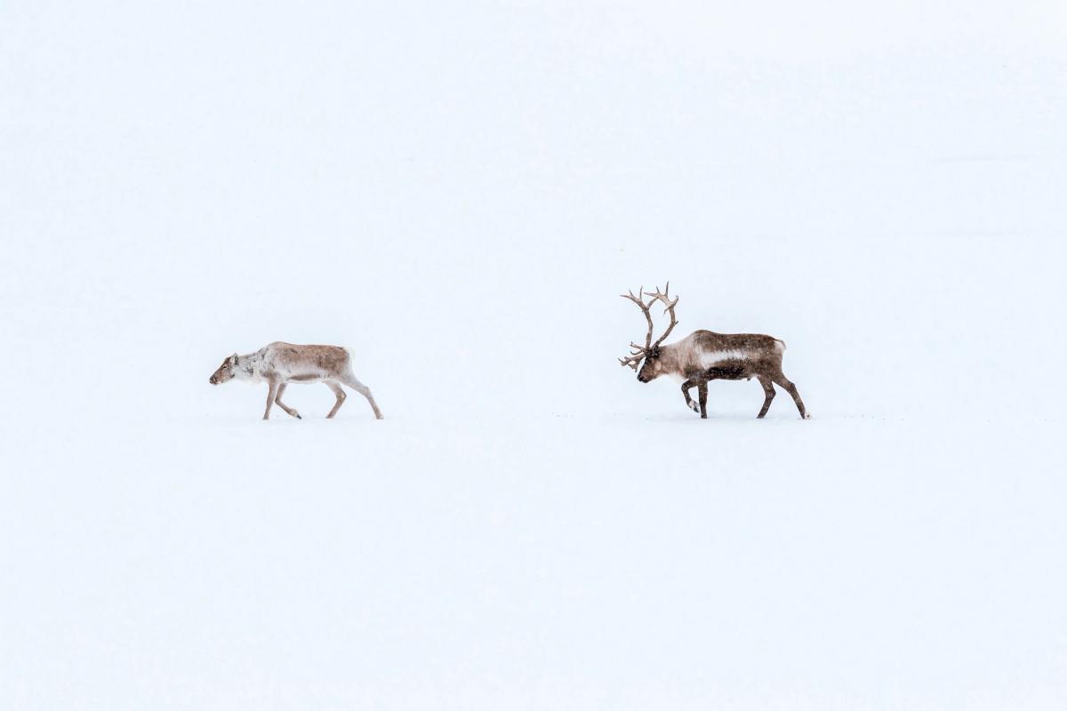 To reinsdyr går over en snødekt slette i vinterlandskap.