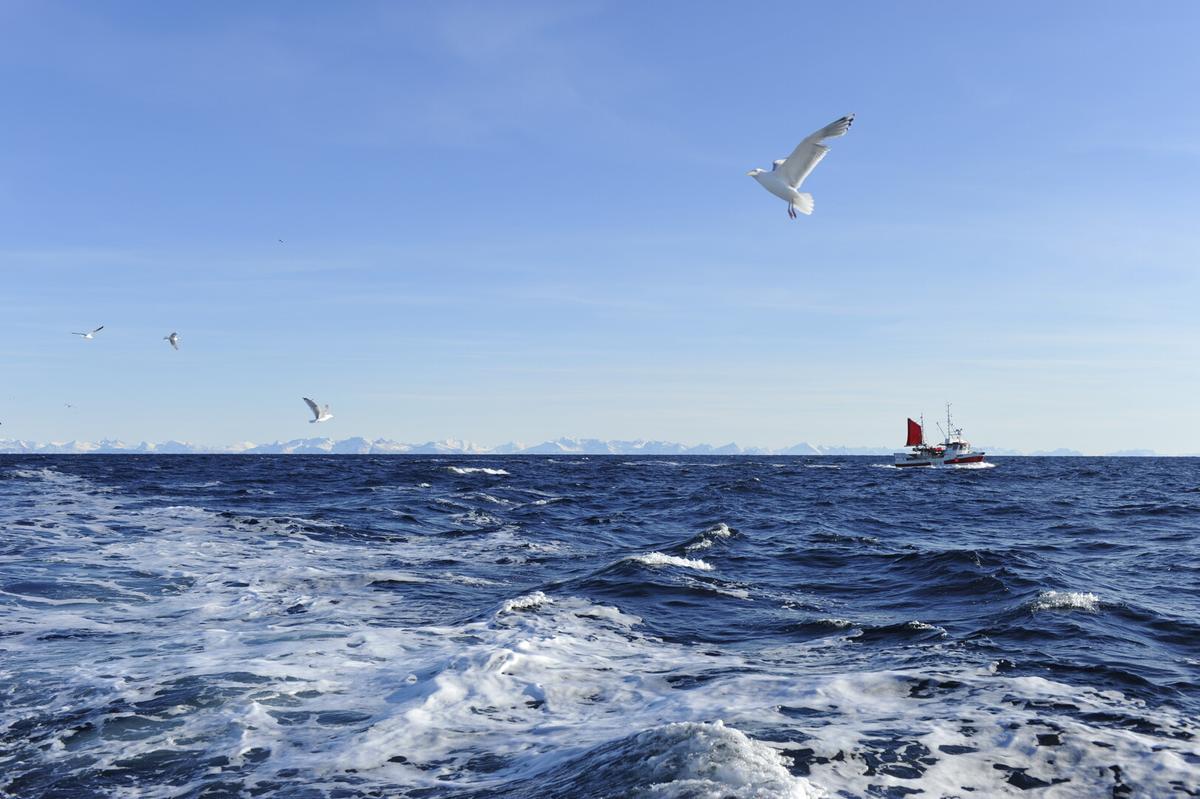 ute på havet, szer fjell i horisonten og måker som sirkulerer rundt en fiskebåt